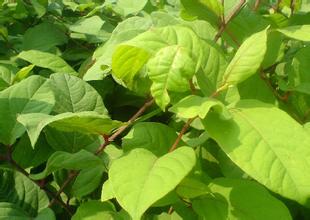 Giant Knotweed ekstrakt