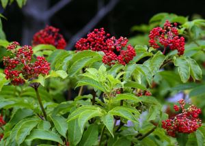 Elderberry ekstrakti