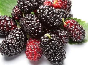 Mulberry puuviljast valmistatud pulber
