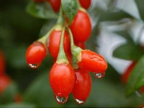 Wolfberry pulber
