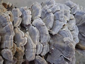 Coriolus Versicolor ekstrakt