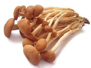 Agrocybe Cylindracea ekstrakt