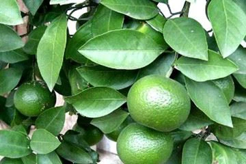 green citus