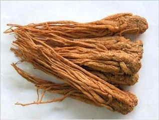 angelica herb angelica herb