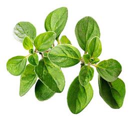 Oregano ekstrakt