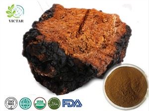 Orgaaniline Chaga seene ekstrakti pulber
