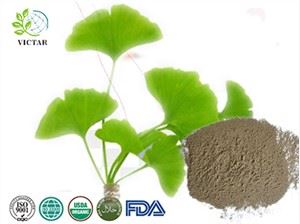 Orgaaniline Ginkgo Biloba pulber